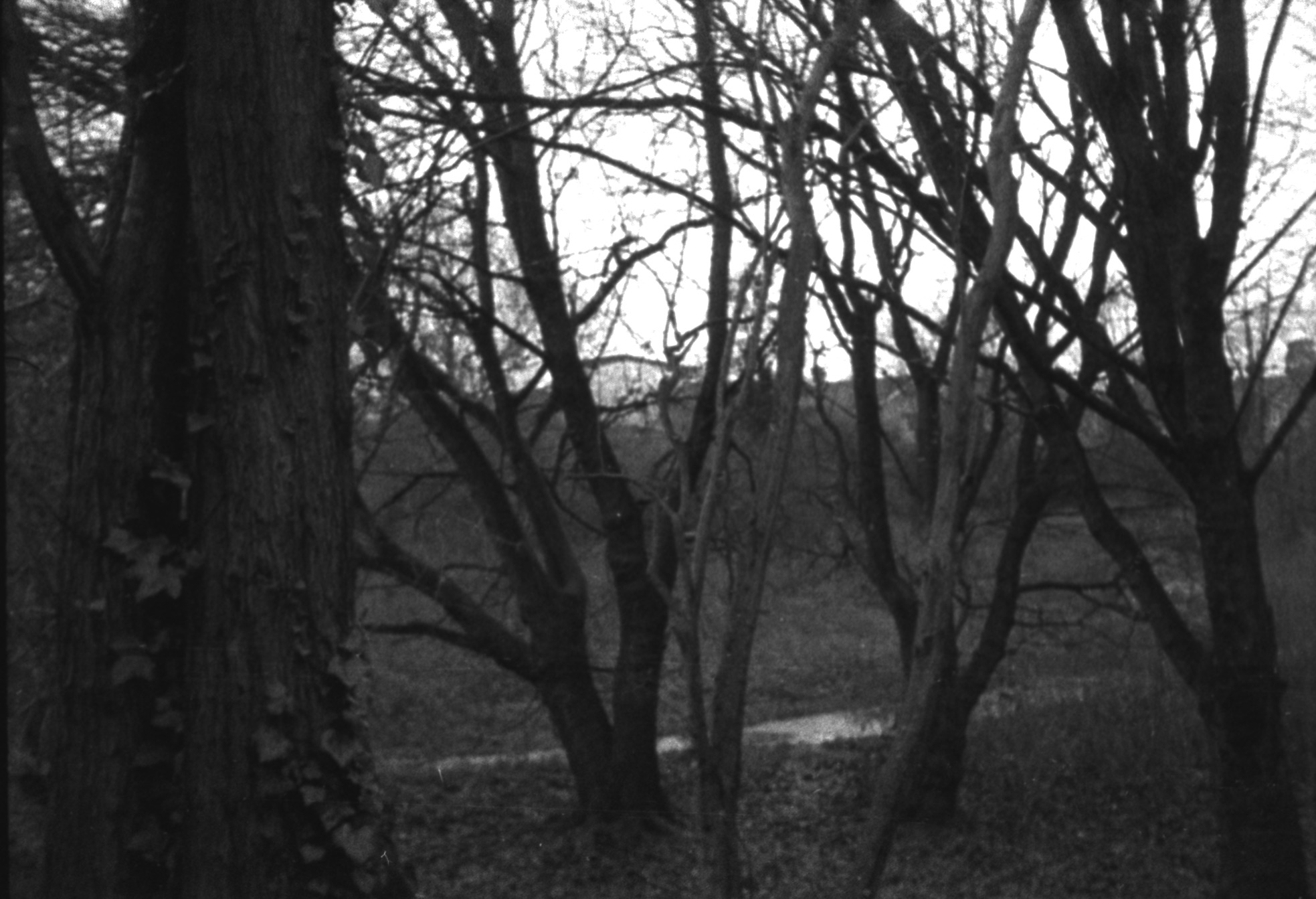 Bare trees with leaves on the ground with a puddle in the background