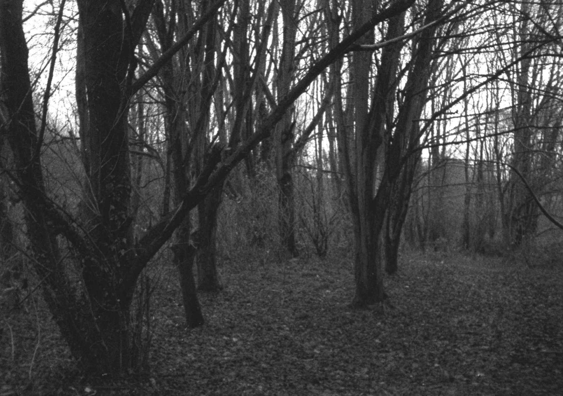 Dark trees close together with leaves on the floor