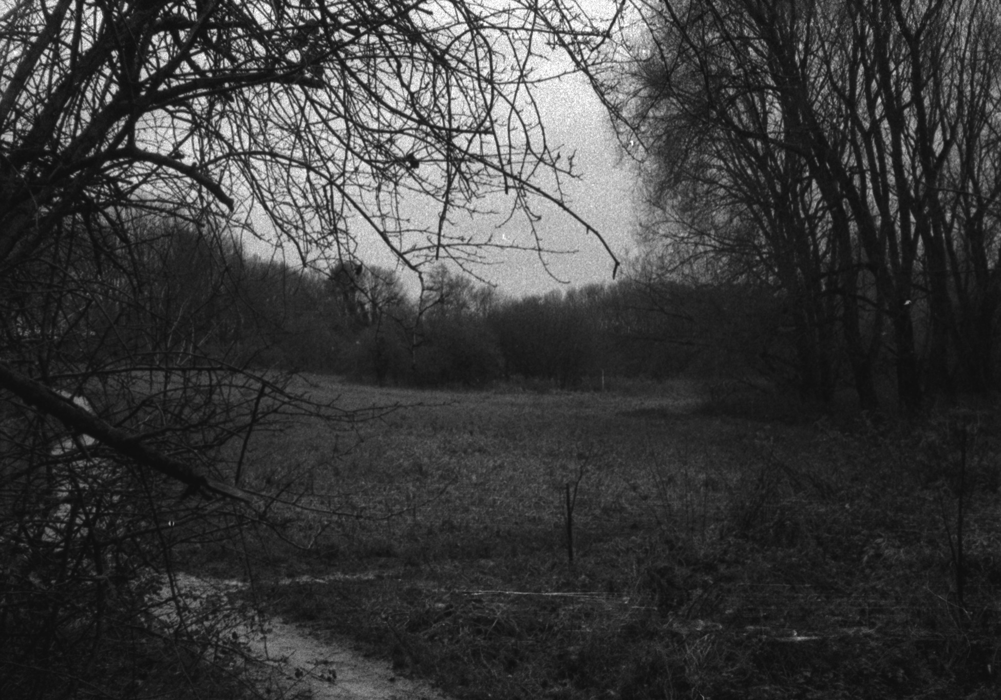 A damp feild with leafless trees