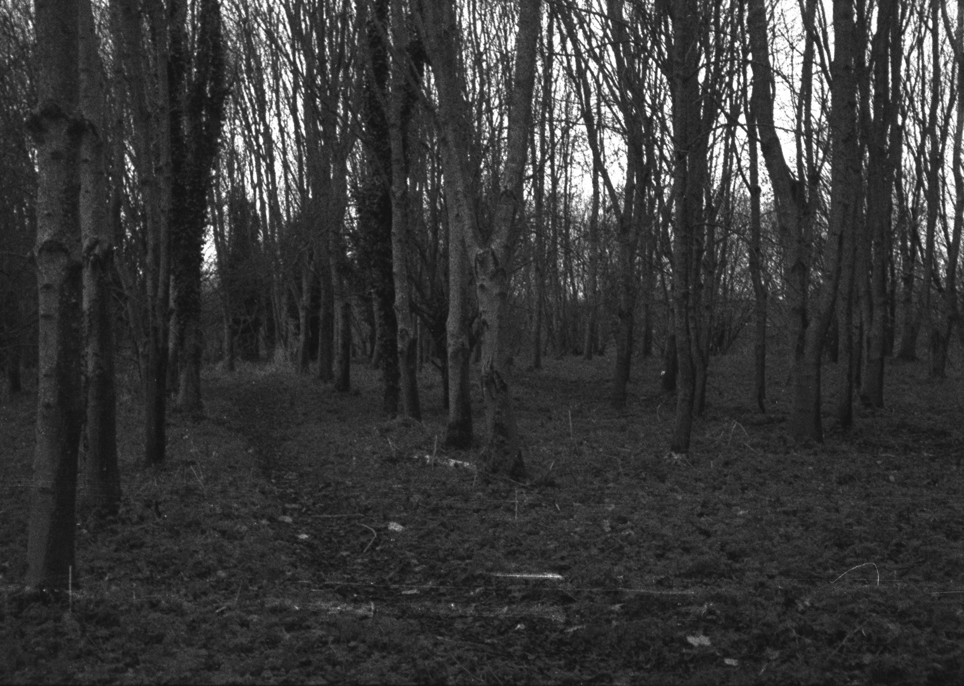 Tall trees planted in a grid