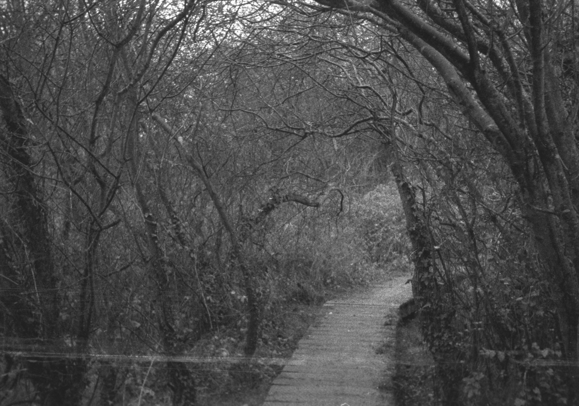 A wooden path surronded by an arch of tree