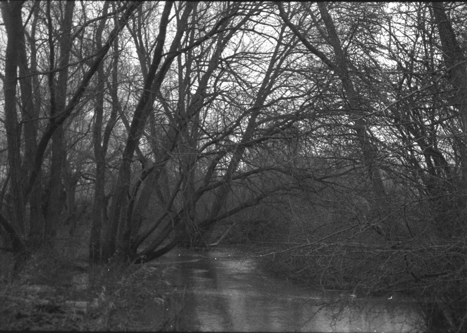 A river with buthes growing at the banks and trees growing inside the river